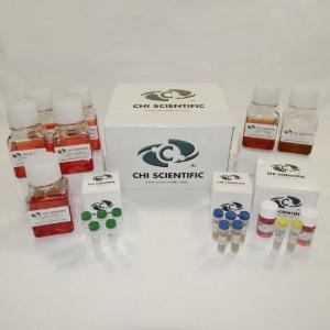 PrimaCell™, Human Renal Artery Endothelial Cell Culture Kit