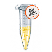 mouse brain tissue lysate - total protein C-LYSATE0012