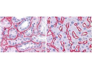 Anti-COL4A1 Rabbit Polyclonal Antibody