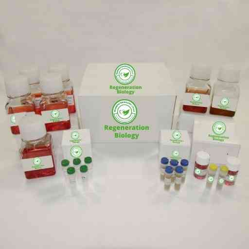 Human Renal Tubular Epithelial Cell Culture Kit